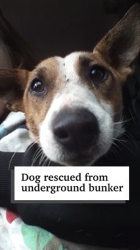 Dog rescued from underground bunker