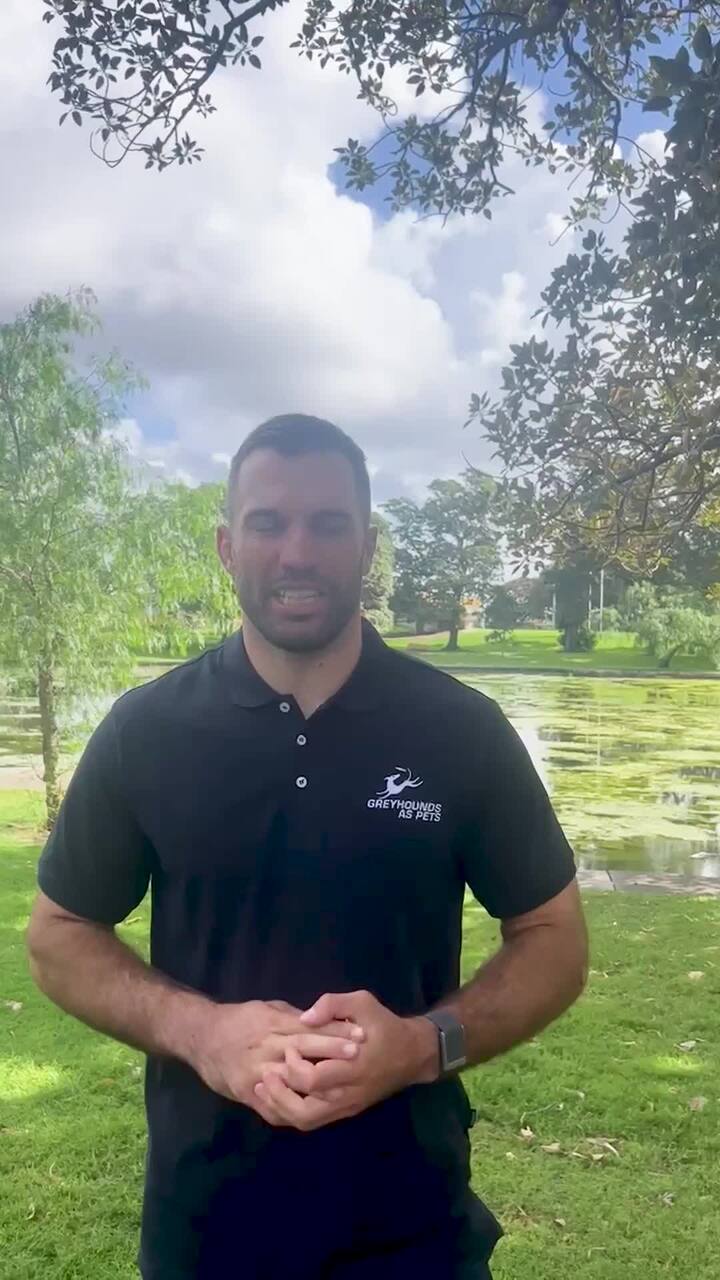 Tedesco on Greyhounds As Pets, Roosters milestone and Origin