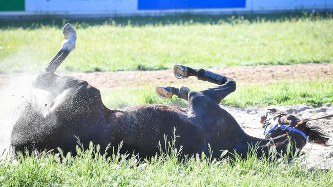 Spanish Mission has been cleared to run in the Melbourne Cup. Picture: Racing Photos via Getty Images