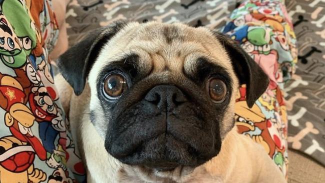 Riley the pug was hospitalised after eating human faeces containing magic mushrooms at a popular Gold Coast dog beach.