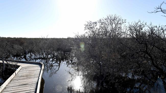 The dead mangroves at the Mangrove Boardwalk, St Kilda, on April 5, 2021. Picture: Tricia Watkinson