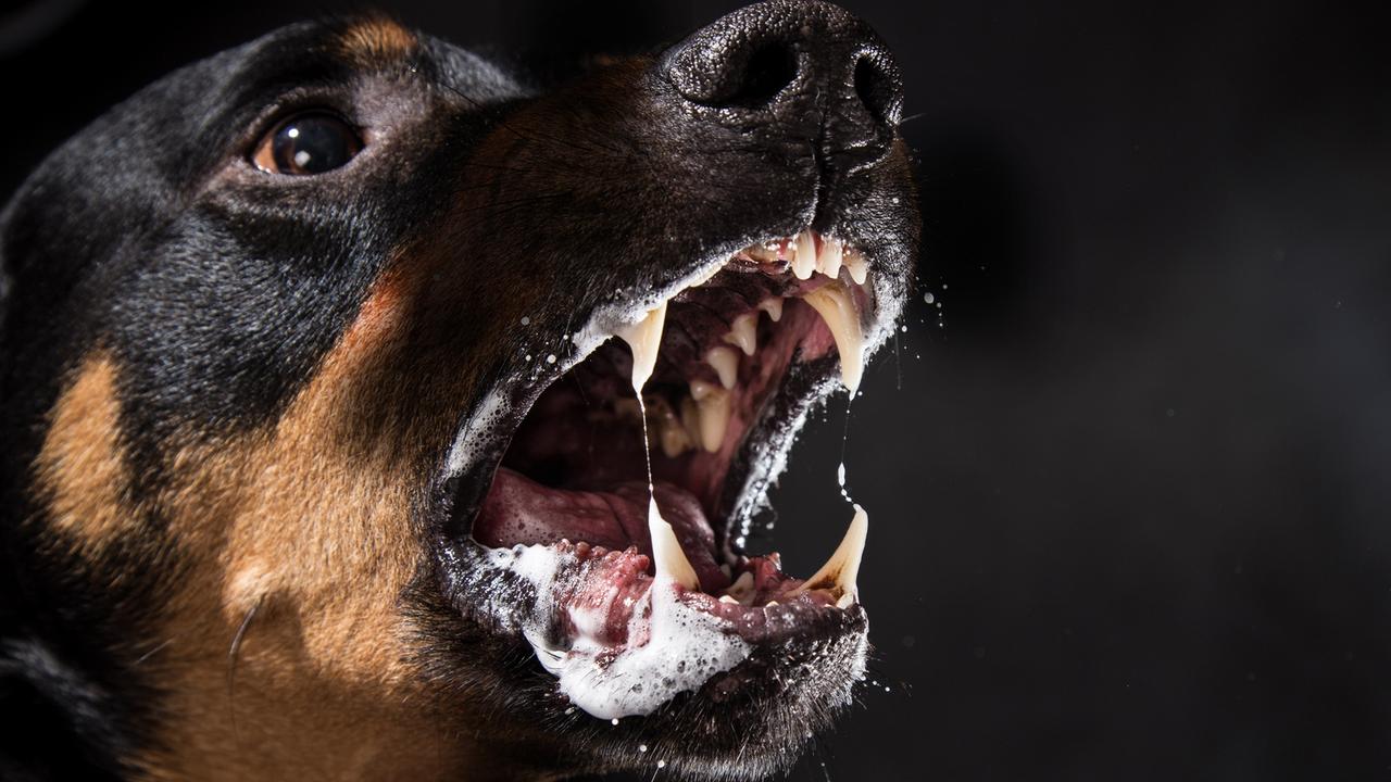 Police shoot dogs after vicious attack