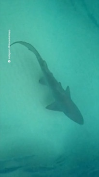 "She almost touched him!" Swimmers encounter shark on popular beach