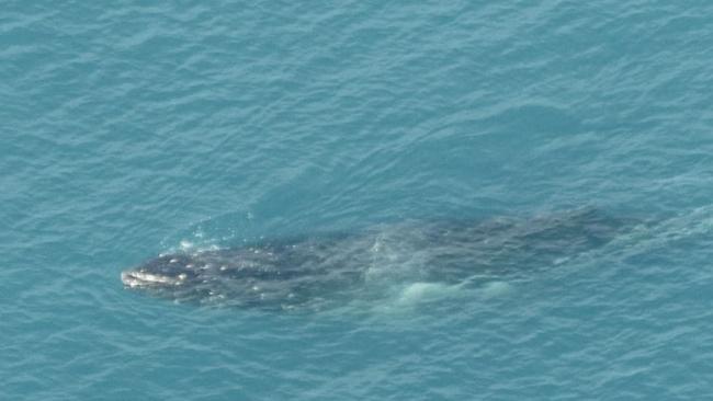 The public is being urged to report any sightings of a humpback whale entangled with ropes off Gippsland's east coast, the mammal was last spotted on Sunday, June 23, 2024. Picture: Facebook/DEECA Gippsland