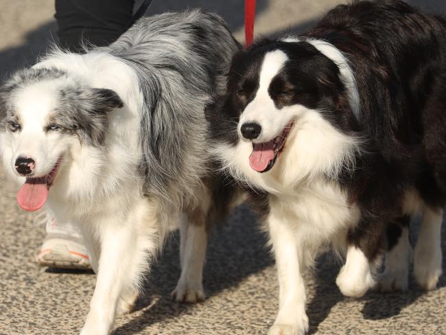 Story idea ÃÂ¿ . Dog character s of Bondi a variety of dog types enjoy bondi beach with their owners .picture John Grainger