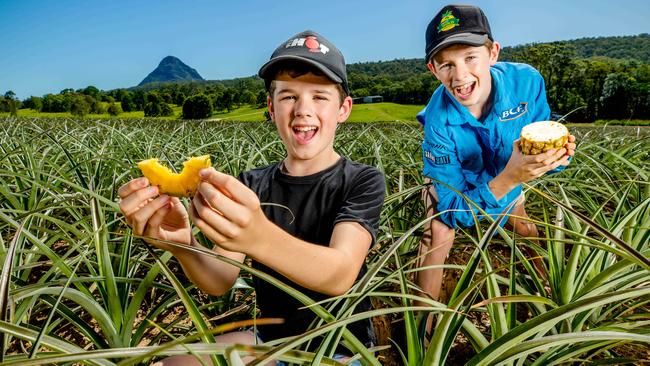 Drew (left), 10, and Sacha Stokes, 12, on the family pineapple farm at Beerwah on the Sunshine Coast. Picture: Richard Walker