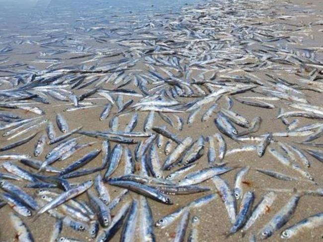 Hundreds of dead fish were washed up at a beach in Semaphore on the weekend.