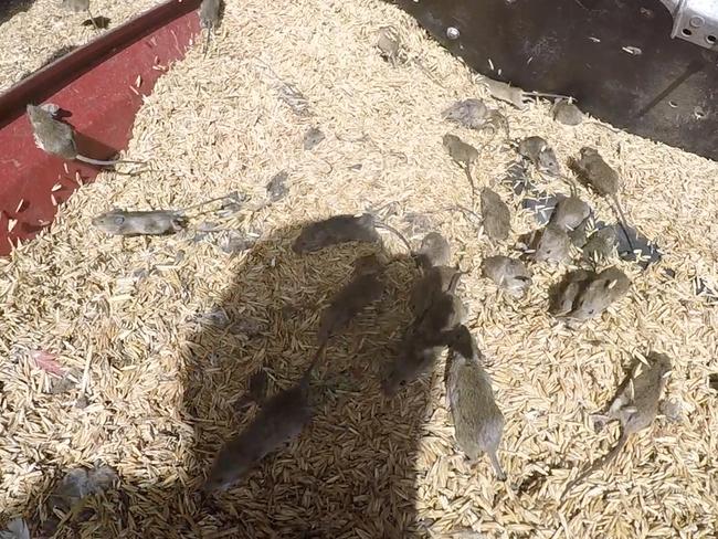 Mice scatter in an oats storage shed on the Mumblepeg farm, 45 minutes east of Warren in the Dubbo region. Picture: David Swift