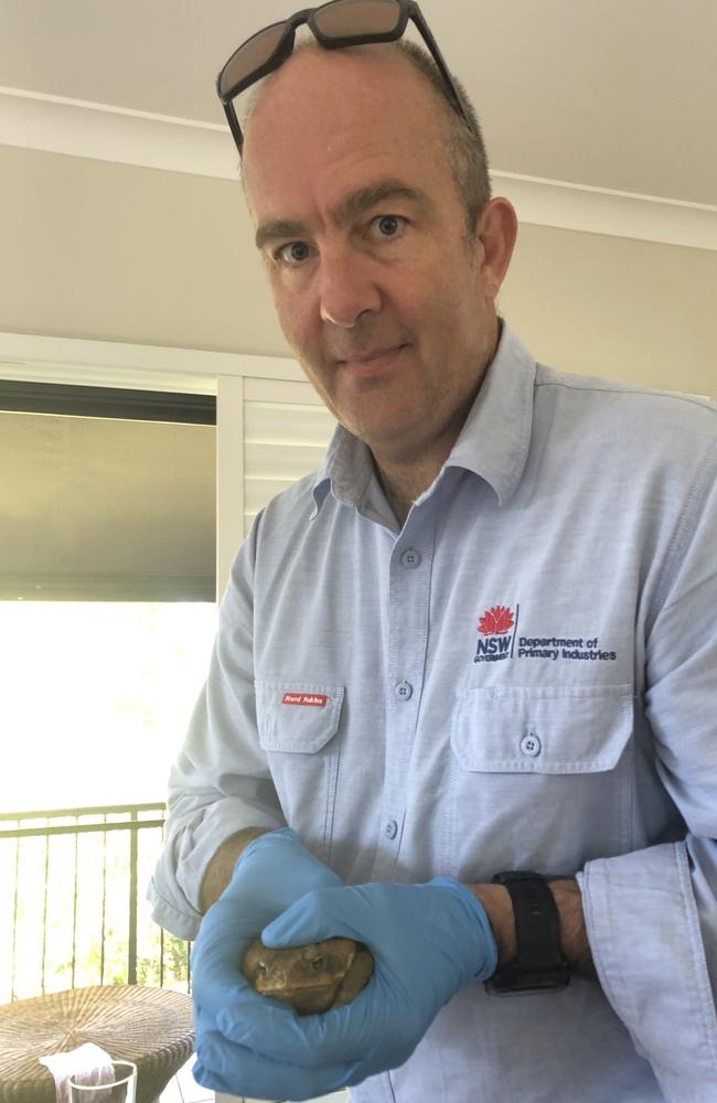 NSW Department of Primary Industries Invasive Species Officer, Ian Turnbull, with the cane toad caught at Narraweena. Picture: Jim O'Rourke