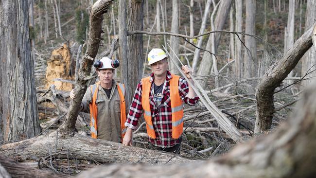 Wombat Forest Firewood Cutters Paul Beaton (left) and Dale Tiley among the impenetrable debris they are trying to clear from the Wombat Forest floor. Picture: Zoe Phillips