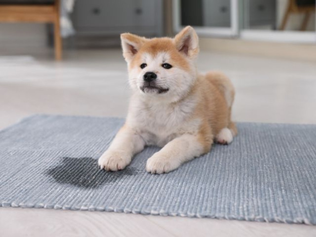 Rubbing stains is one of the worst things you can do when cleaning. Invest in a wet vacuum instead. Picture: Liudmila Chernetska/iStock.