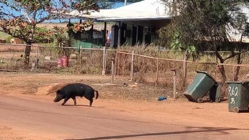 A feral pig roaming the street in Numbulwar, “raiding rubbish bins” according to Council chief Marc Gardner. Picture: Supplied