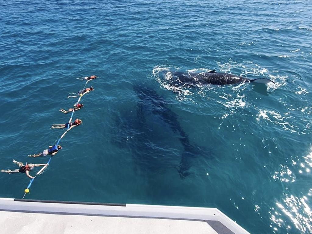 Those lucky enough to swim with the whales in the Humpback capital of the world are often left in tears by the experience, according to one skipper in Hervey Bay. Pictures: Hervey Bay Whale Watch &amp; Charters