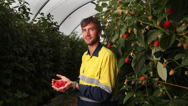 Jose Capuano farm supervisor with raspberries at Pinata Farms Orielton. Picture: Nikki Davis-Jones