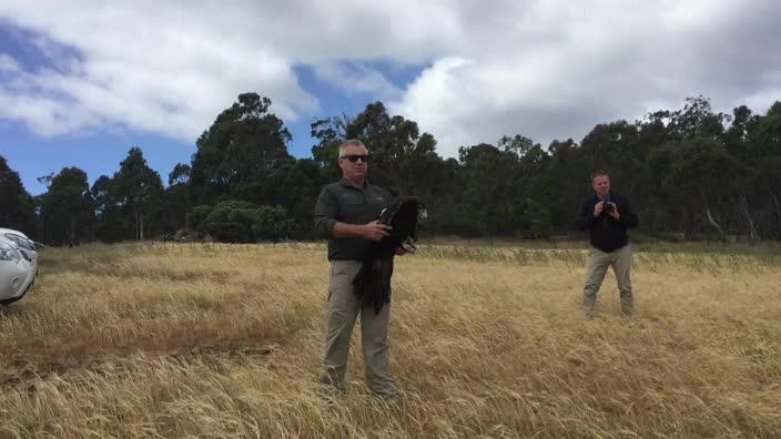 Eagle release