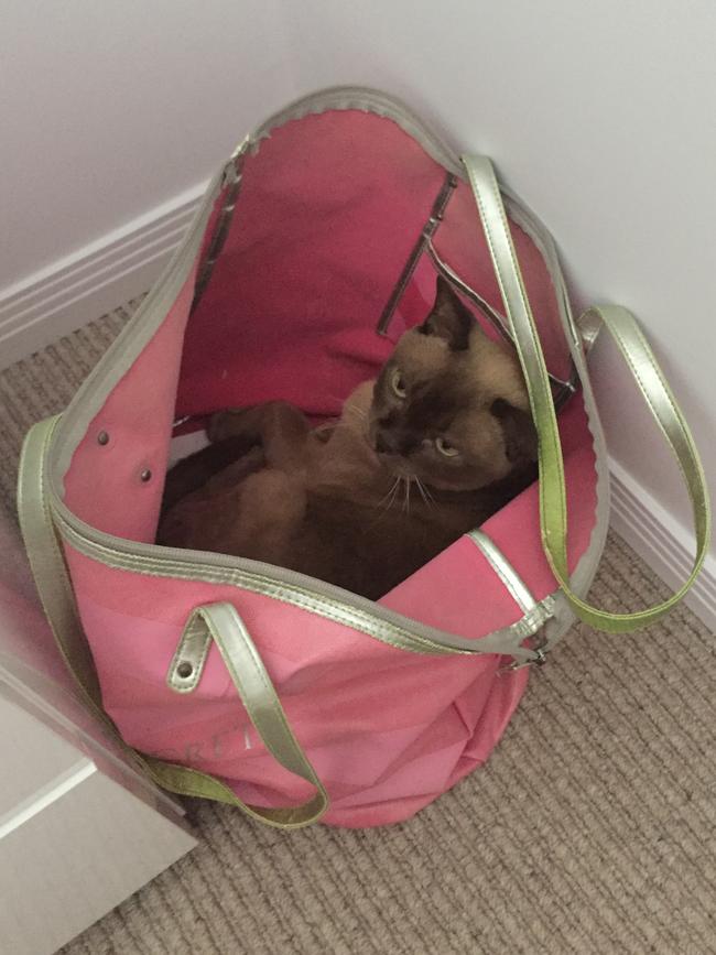 CAZNA: In the custom of cats, Cazna — named for being born on Anzac Day — is always finds interesting places to snooze.