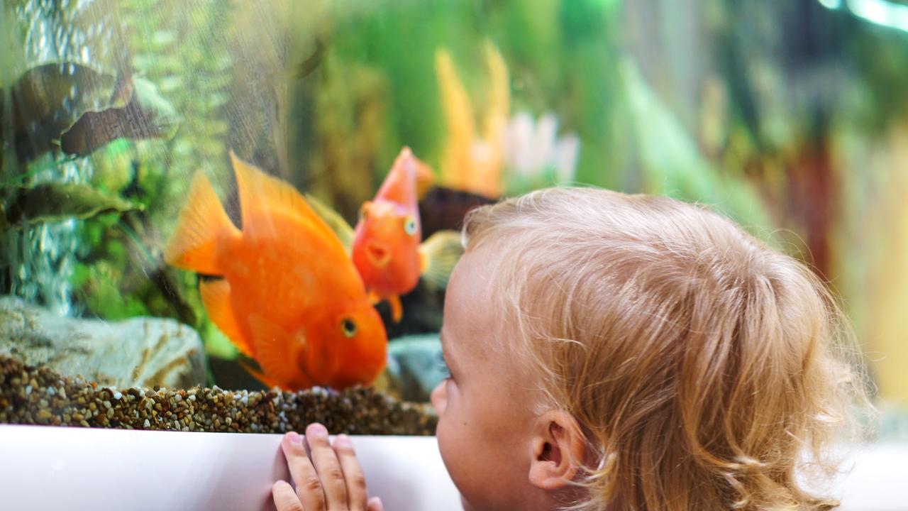 Best pet fish for kids what is the best pet fish to buy for you and