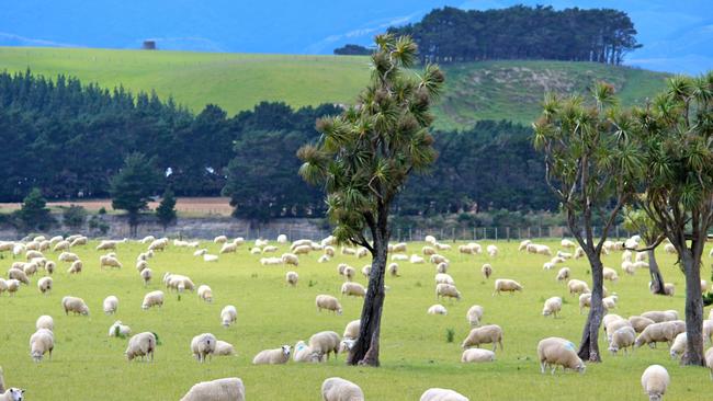 Wharekauhau is still a working sheep station, with the world’s luckiest sheep.