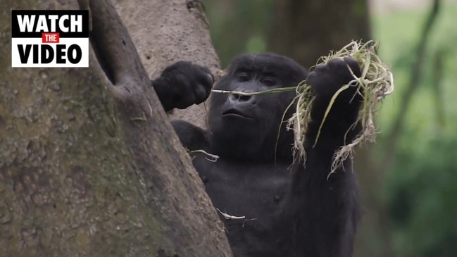 Virunga National Park promote World Gorilla Day