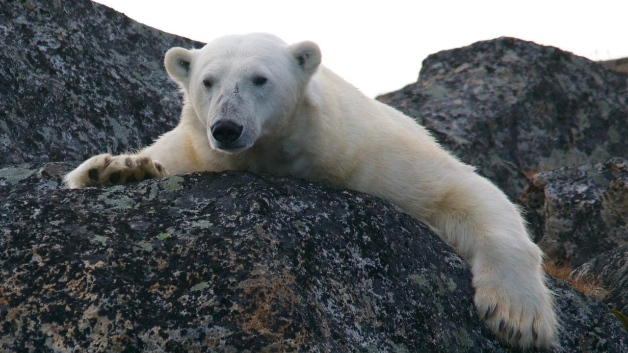 Polar Bear Kills Man Camping On Svalbard Island In Norway | News.com.au ...