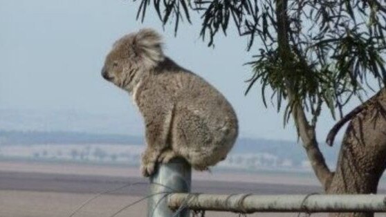 Koala displaced by construction of the Moreton Bay Rail Project where conservationists estimated 281 koalas died as a result of the project. Photo: supplied