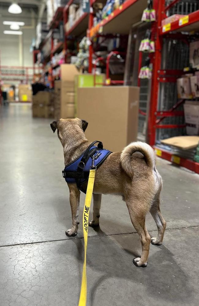 Dogs in Bunnings has always been a hot button topic. Picture: Facebook