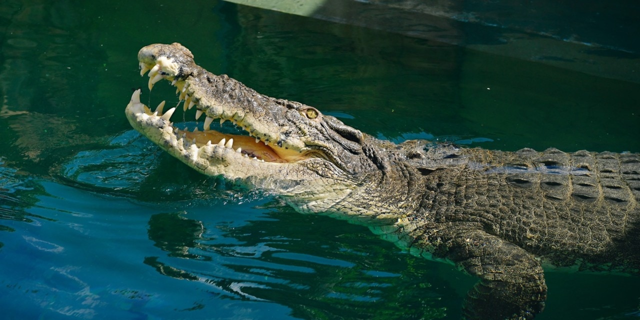 'Psychic' crocodile predicts election winner