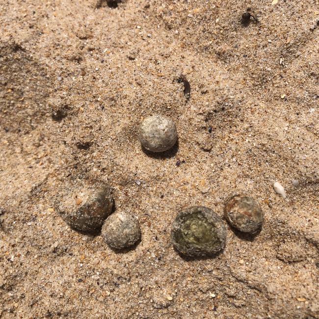 Mysterious grey balls are washing up on beaches across the Northern Beaches. Nine beaches have been closed but people are still swimming. These balls were at Dee Why Beach. Picture: Supplied