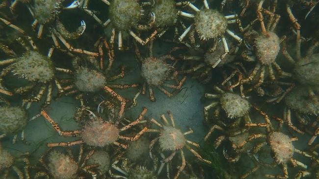 Spider crabs come together to put on a show for Mornington Peninsula ...