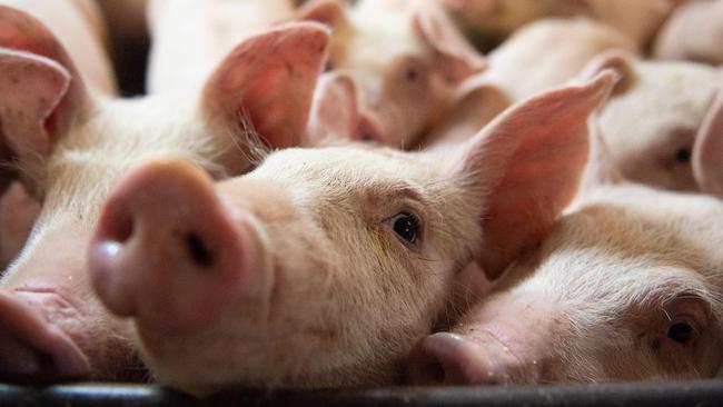 The global pork industry is reeling from African swine fever. Picture: Sebastien St-Jean/AFP