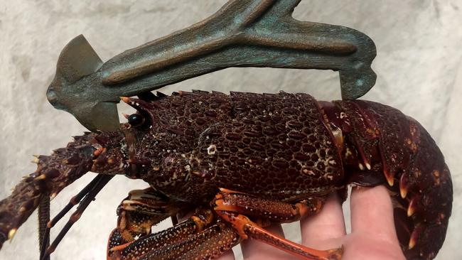 Marine Police photo showing the measuring of rock lobster. Picture: TASMANIA POLICE