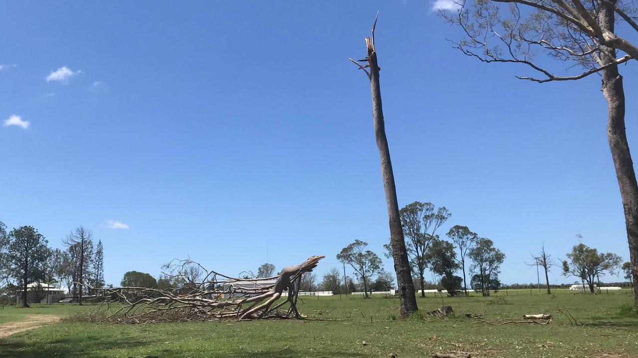 Old trees in the Bucca Hall grounds were ripped apart by fierce winds.