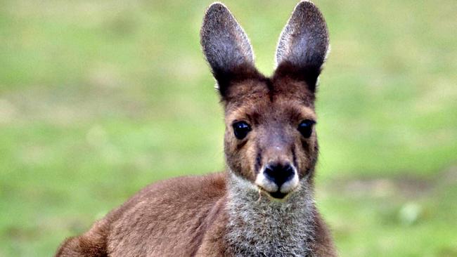 PERTH NOW. Generic pic of kangaroo outside Channel 9 studios in Perth. Photo: Natalie Slade