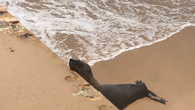 ORRCA has advised people to keep a safe distance away from seals. Picture: ORRCA