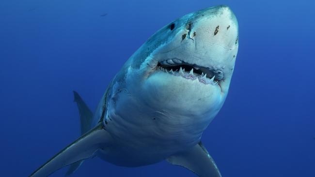 A 5.7 metre great white shark decapitated a diver earlier this month as he harvested shellfish off the coast of Mexico, reportedly marking the first fatal shark attack of the year.