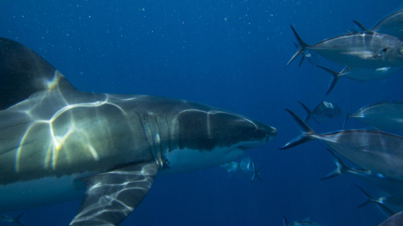 Light show: Sunlight on the back of a great white. Picture: Nathan Davies