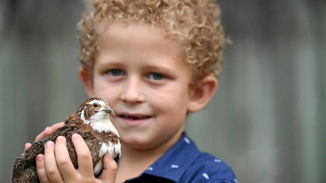 FEATHERED FRIEND: Xavier Mollenhagen with Henry the king quail. Picture: Mike Knott BUN200319EGG5