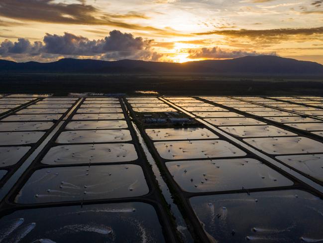 The Tassal Group has ambitious plans to expand its prawn farms at Proserpine from 270ha to 455ha by 2030 to produce 20,000 tonnes of prawns a year. Picture: Contributed