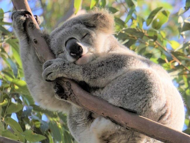 A koala was spotted on Bundanoon Road, Woronora Heights. Picture: Supplied