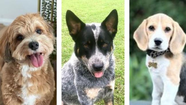 Vote now for Blacktown's cutest dogs