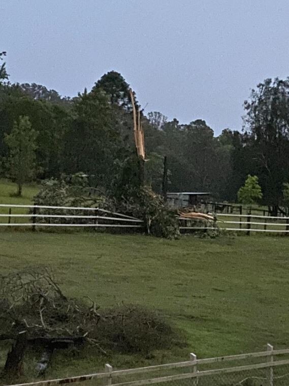 A tree struck by lightning in Brisbane's western suburbs. Picture: Ami Anderson