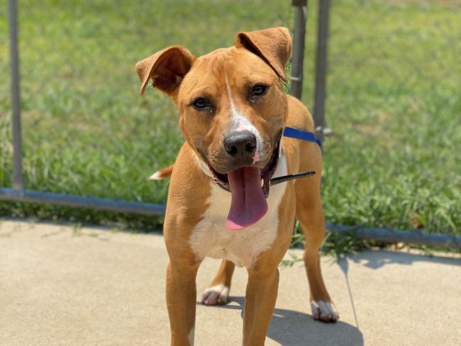 HAPPY BOY: Tank is an 11-month-old mastiff cross with plenty of energy, and lots of love to give.