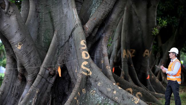 Alec Brown from NSW Transport, infront of vandalised trees at Moore Park, which were never inline to be removed for the light rail.