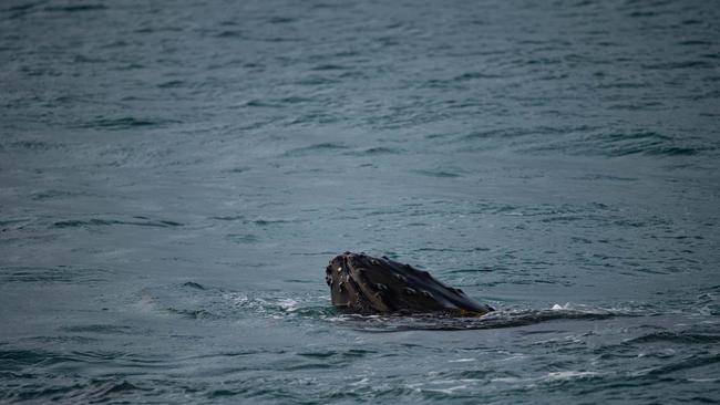 A humpback at Warrnambool breakwater. Picture: Mark Williams, Warrnambool Whales Facebook group