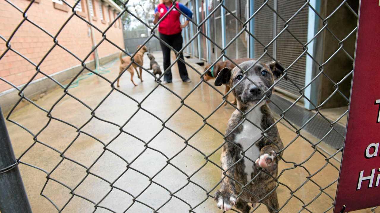 RSPCA shelters quiet over NYE fireworks Daily Telegraph