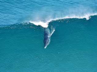 RARE: Photographer Dave Bryant took this picture near the Byron Lighthouse. Picture: seapics.com.au