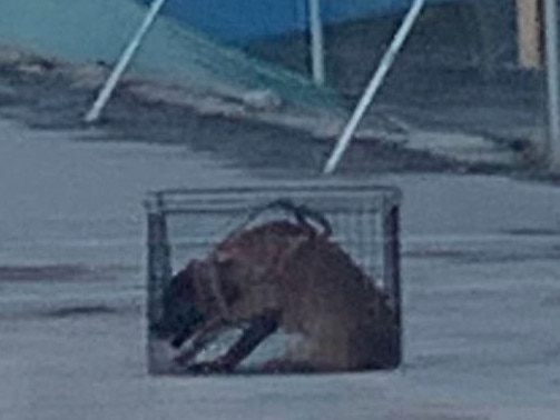 Local resident Kelly took this photo of a Mirvac security contractor's dog in a tiny cage on site on Monday evening.