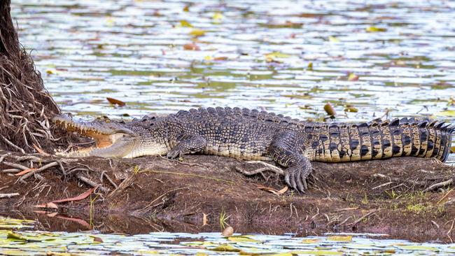 The Crocodile that has made its nest in Cattana Wetlands shows off its powerful jaws. Picture: Jon Westaway