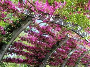 Southbank's iconic bougainvillea-adorned pathway. Picture: contributed