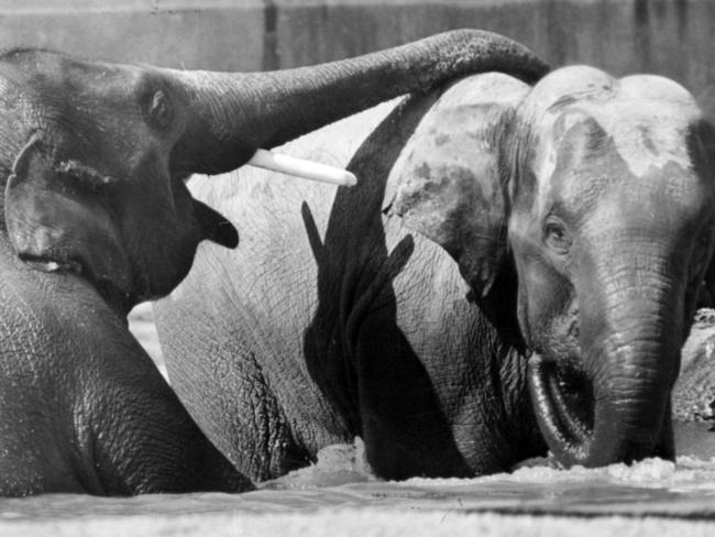 Bong Su with fellow elephant Barbara in 1981.